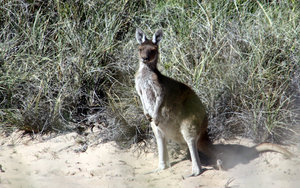 Kangaroo watching us.