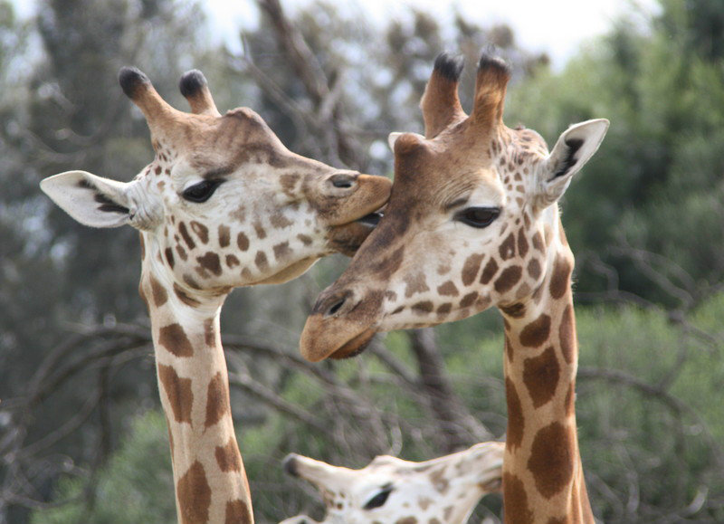 Kissing Giraffes at Werribee