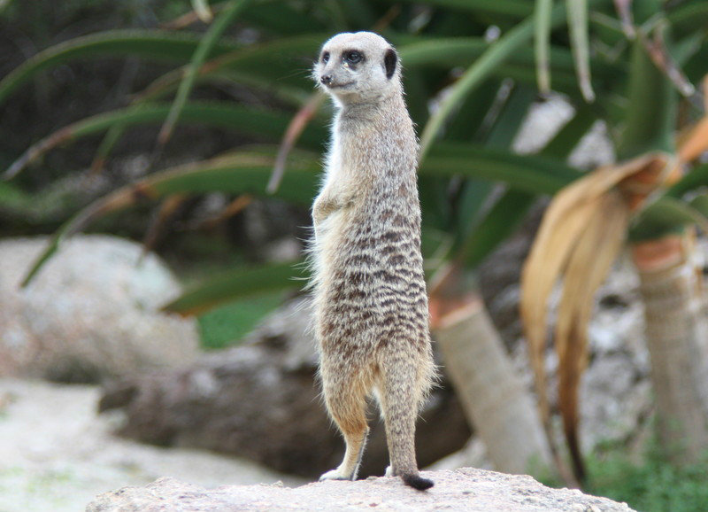 Meerkat at Werribee
