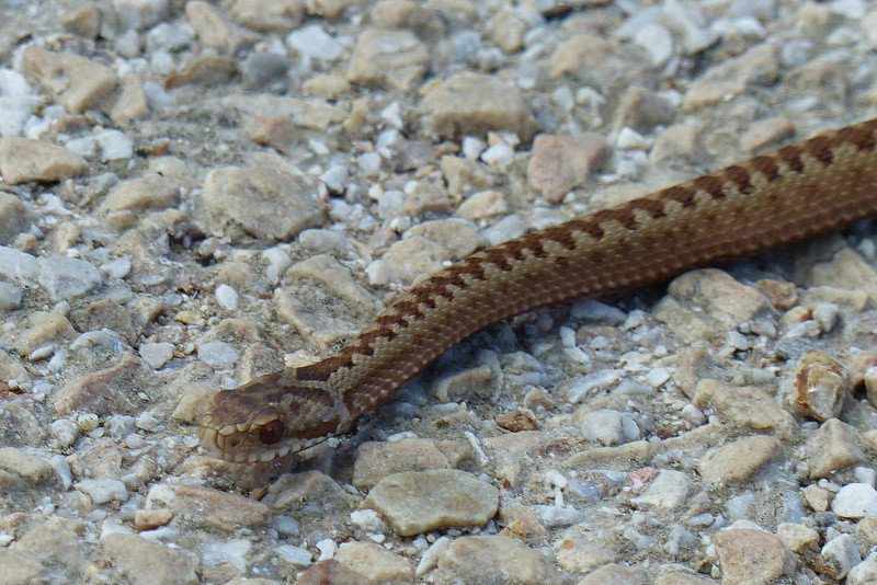 This liitle adder was sunning himself as we returned from our walk.
