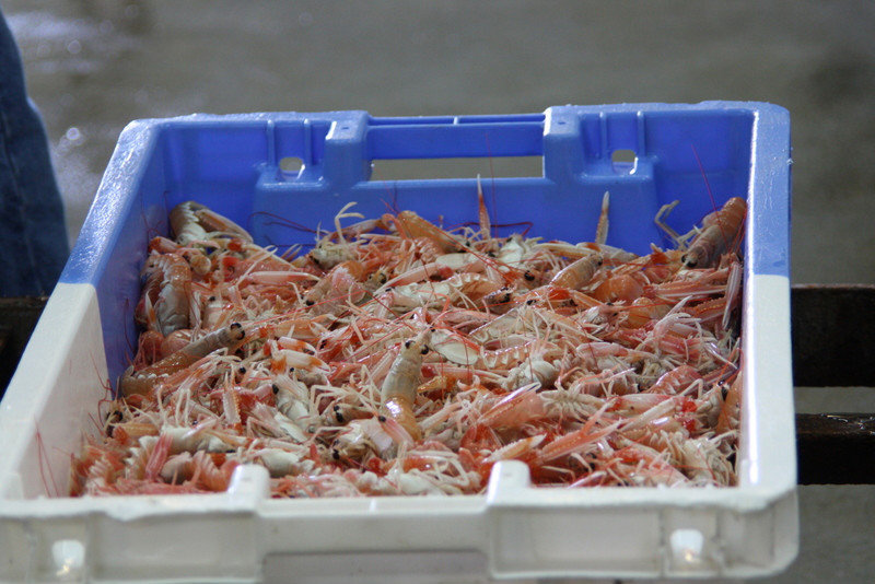Langoustines ready for the buyers