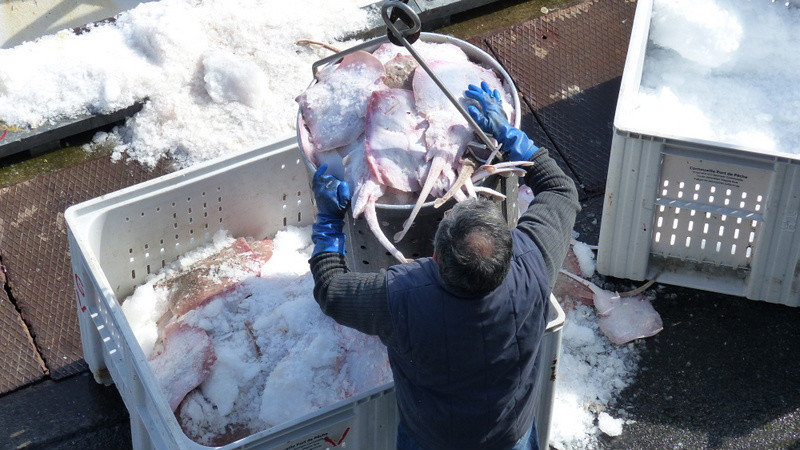 Fish being packed in ice as soon as they are unloaded at Le Guilvinec