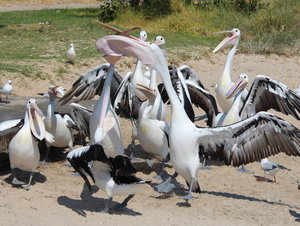 Pelican feeding Time at Lakes Entrance.