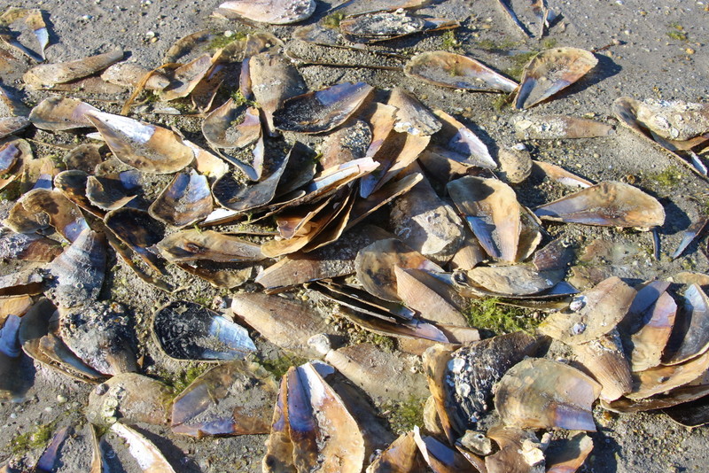 Razorfish shells at Streaky Bay