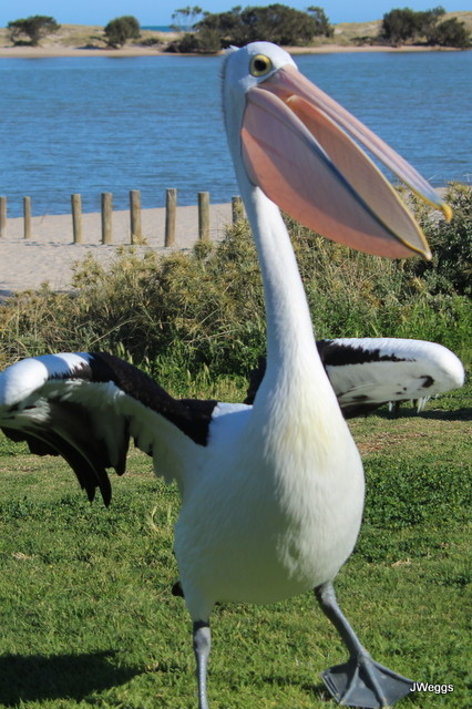Pelicans visit the Kalbarri foreshore every morning.