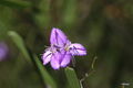 Fringe Lily