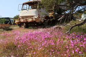 Rusty Vehicles and flowers at Murchison Station
