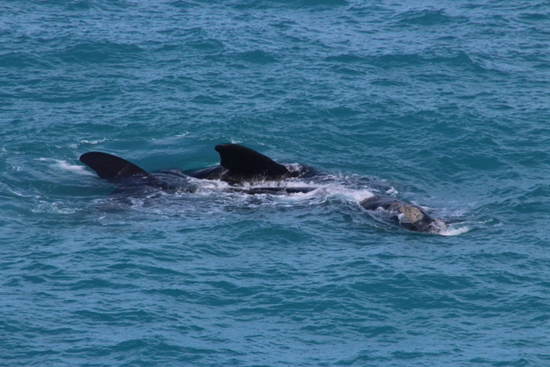 Southern Right Whale viewing at the Head of the Bight.