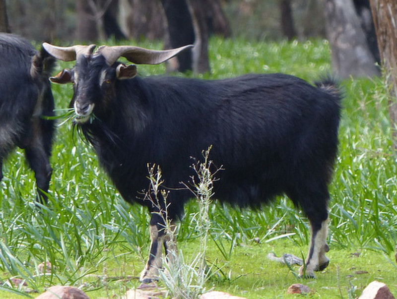 Lots of feral goats around.