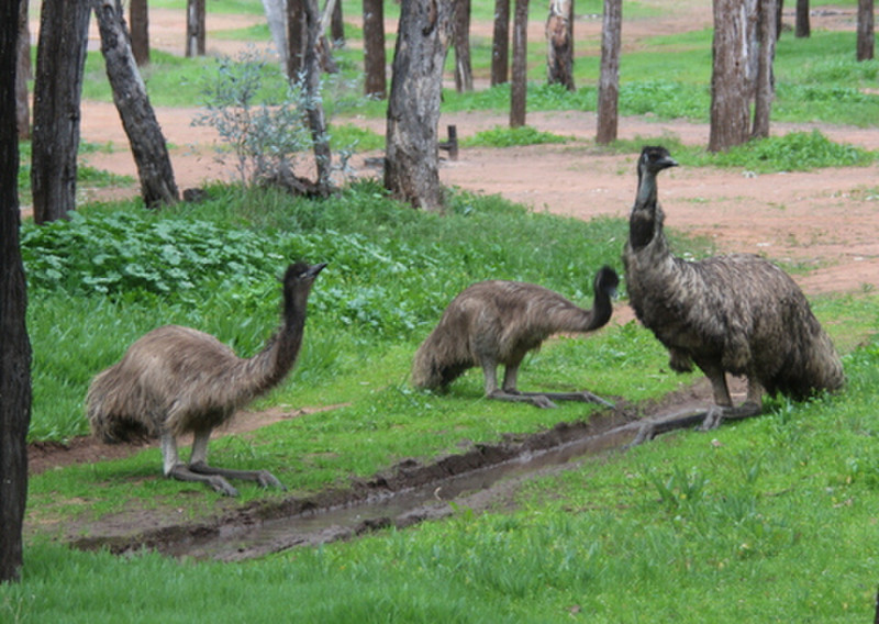 We espied this family of emus near the caravan park on our walk before breakfast.