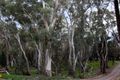 We can understand why Heysen wanted to paint the trees!