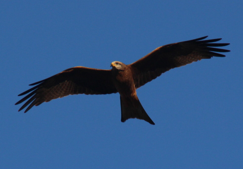 There were a flock of these wheeling and diving in the sky when we arrived at our map by the river Black Kites?