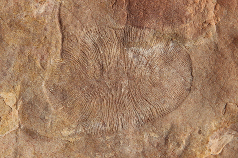 Ediacaran Fossil - Dickinsonia Costata