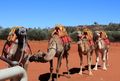 Camels waiting for their riders at the Camel Farm.