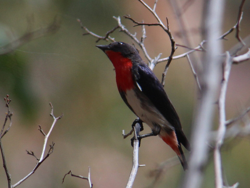 I think this is a Mistletoebird - there is certainly plenty of mistletoe around!