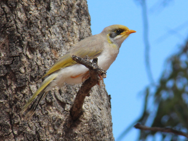 These yellow-throated miners are all over the NT.