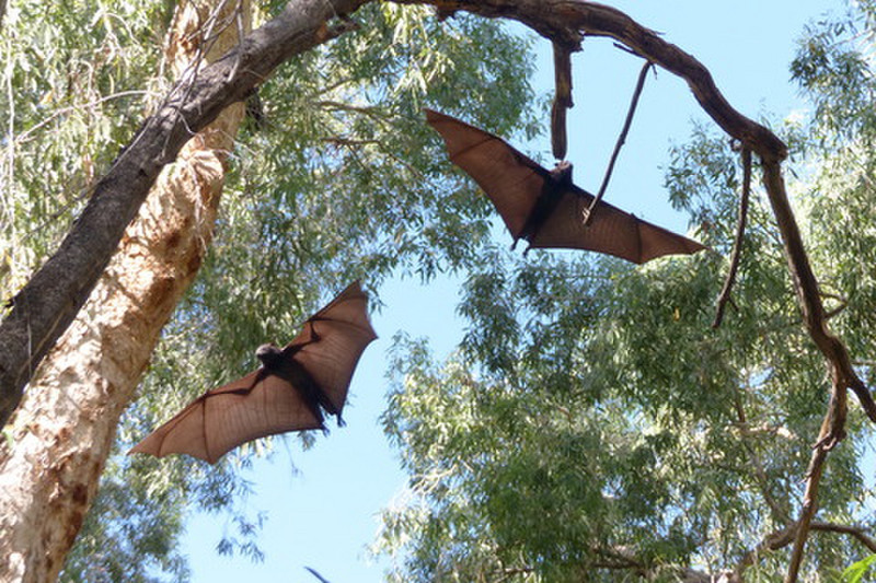 Rags captured the best pic of the bats in the trees.