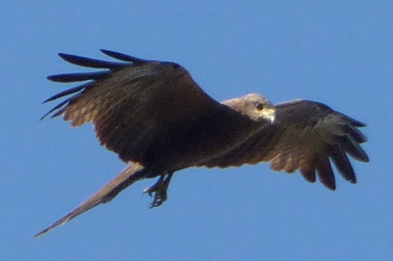 Kite coming in for a feed.