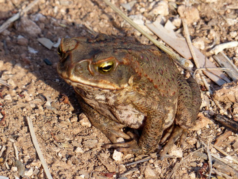 Cane Toad anyone?
