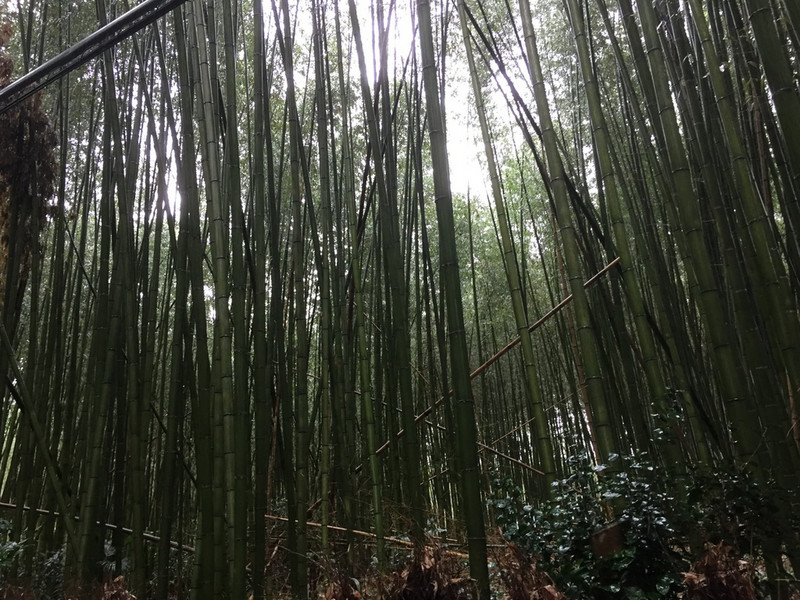 Bamboo Park