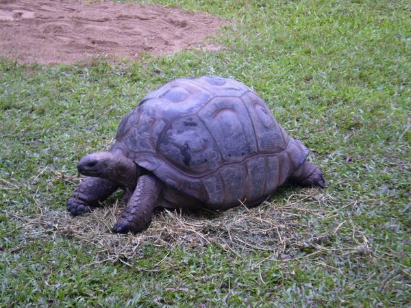 Tortoise for Mum