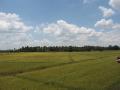 Campos de arroz de la costa este