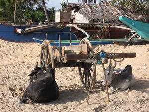 Carro de bueyes para transportar el pescado en Arugam Bay