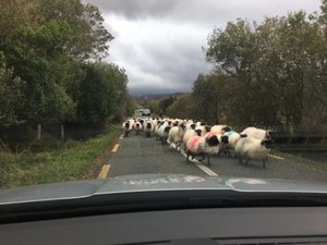 its a sheepish journey today