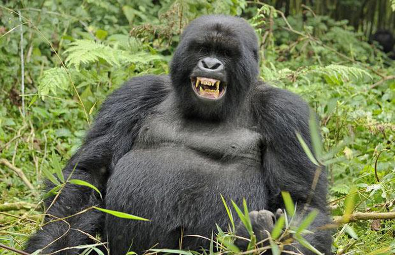 2-Days-Rwanda-Gorilla-Trek