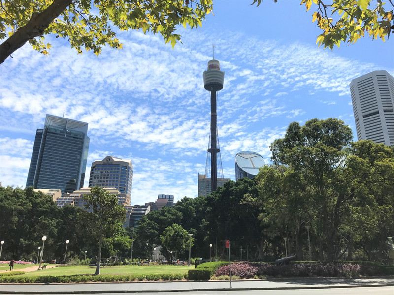 Sydney Tower from Botanical gardens