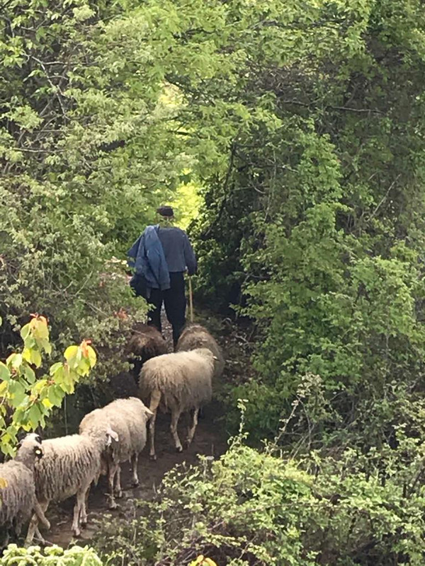Shepherd Trails