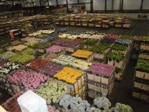 Aalsmeer Flower Auction (Bloemenveiling Aalsmeer)