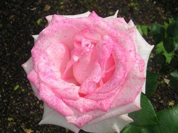 The speckled rose