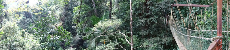 Mitten im Dschungel- Canopy Walk