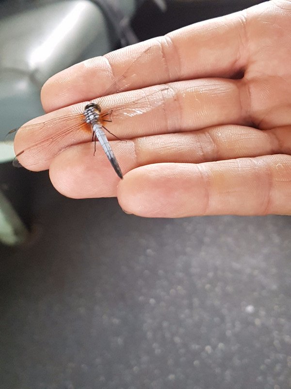 Dragonfly, just flew into the train