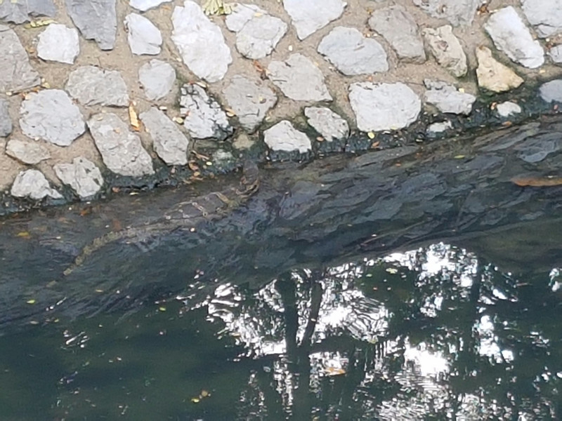 Lizard /crocodile creature in the canal