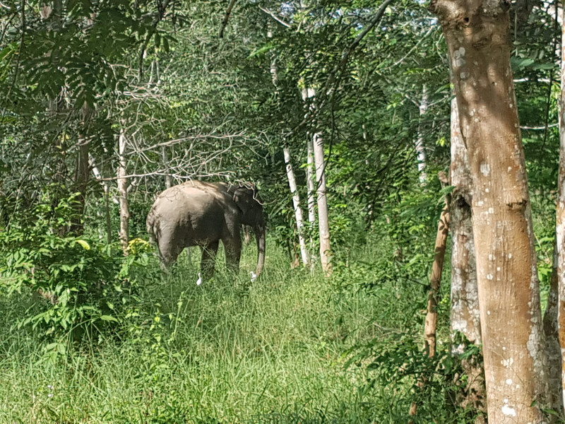 Elephant spotted! 