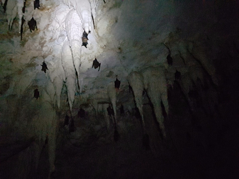 Cave #2, with bats