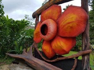 The rafflesia is the symbol for this national park