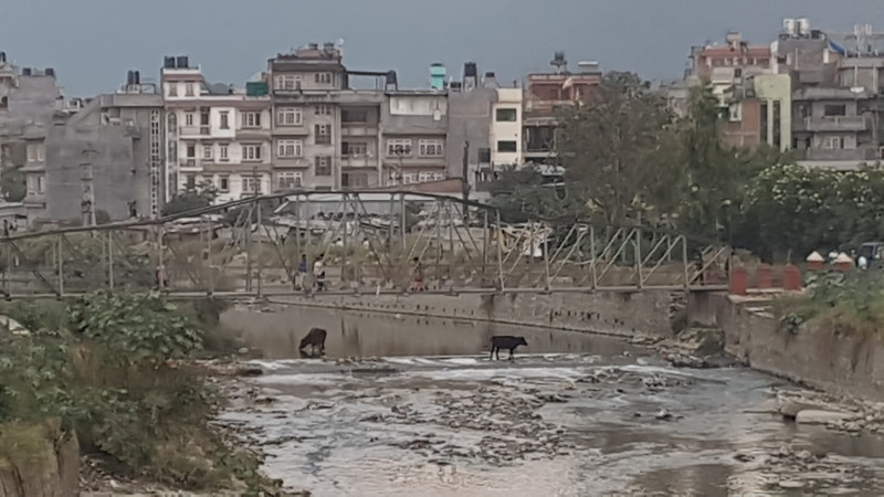 Cows walking free in the (polluted) river