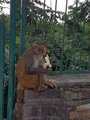 Go monkey, eat banana