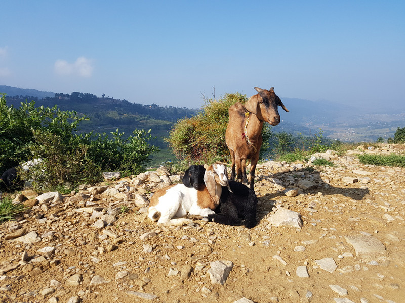 Some young goats, tied at the side of the road
