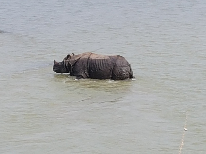 Rhino in the river 