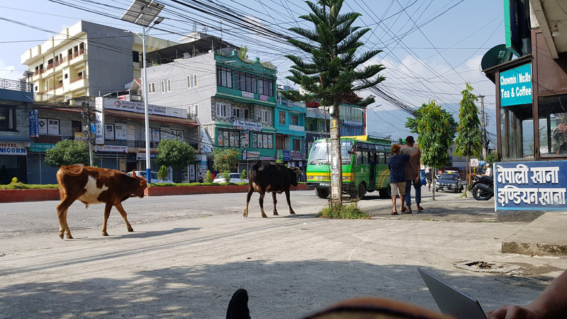 cows roaming the streets