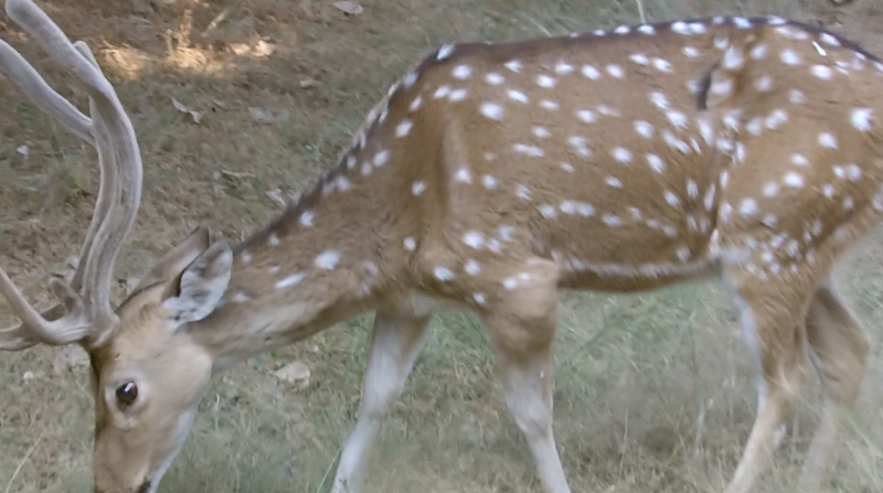 Deer with Soft Horns