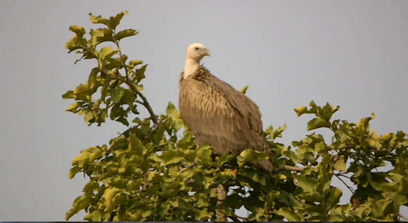 Vulture in Tree2