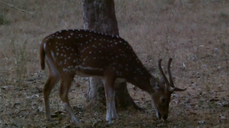 Male Spotted Deer Eating