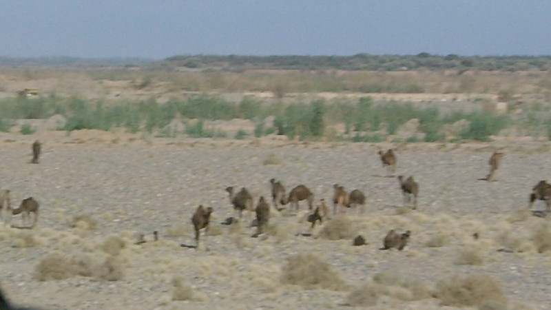 Camels 2