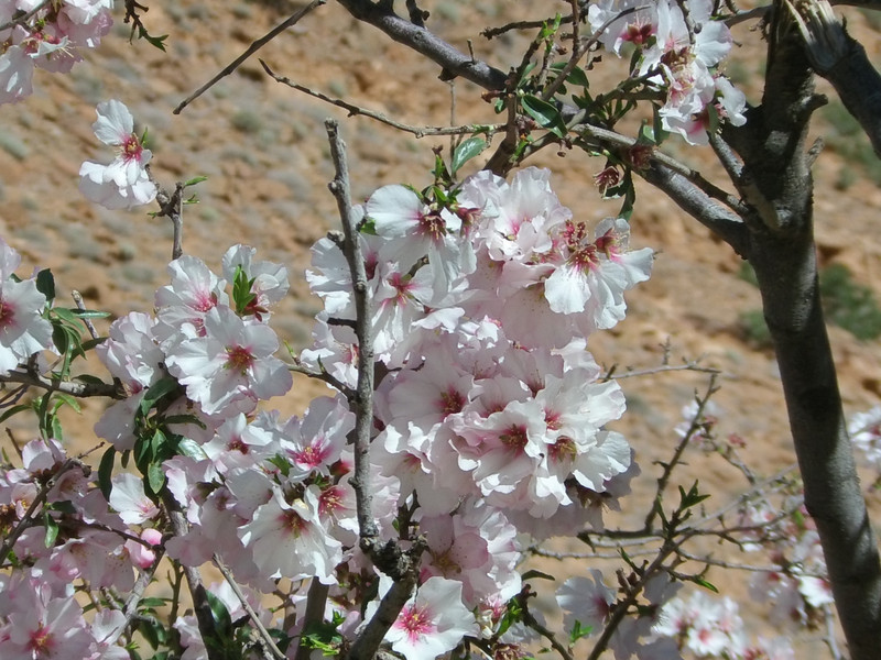 Almond Blossom 2