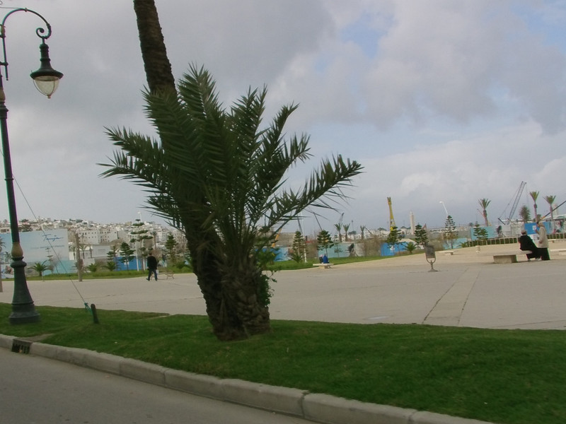 Palm near Harbour, Tangier
